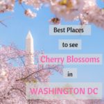 Where to see Cherry Blossoms in Washington DC - Most photographed spots ...